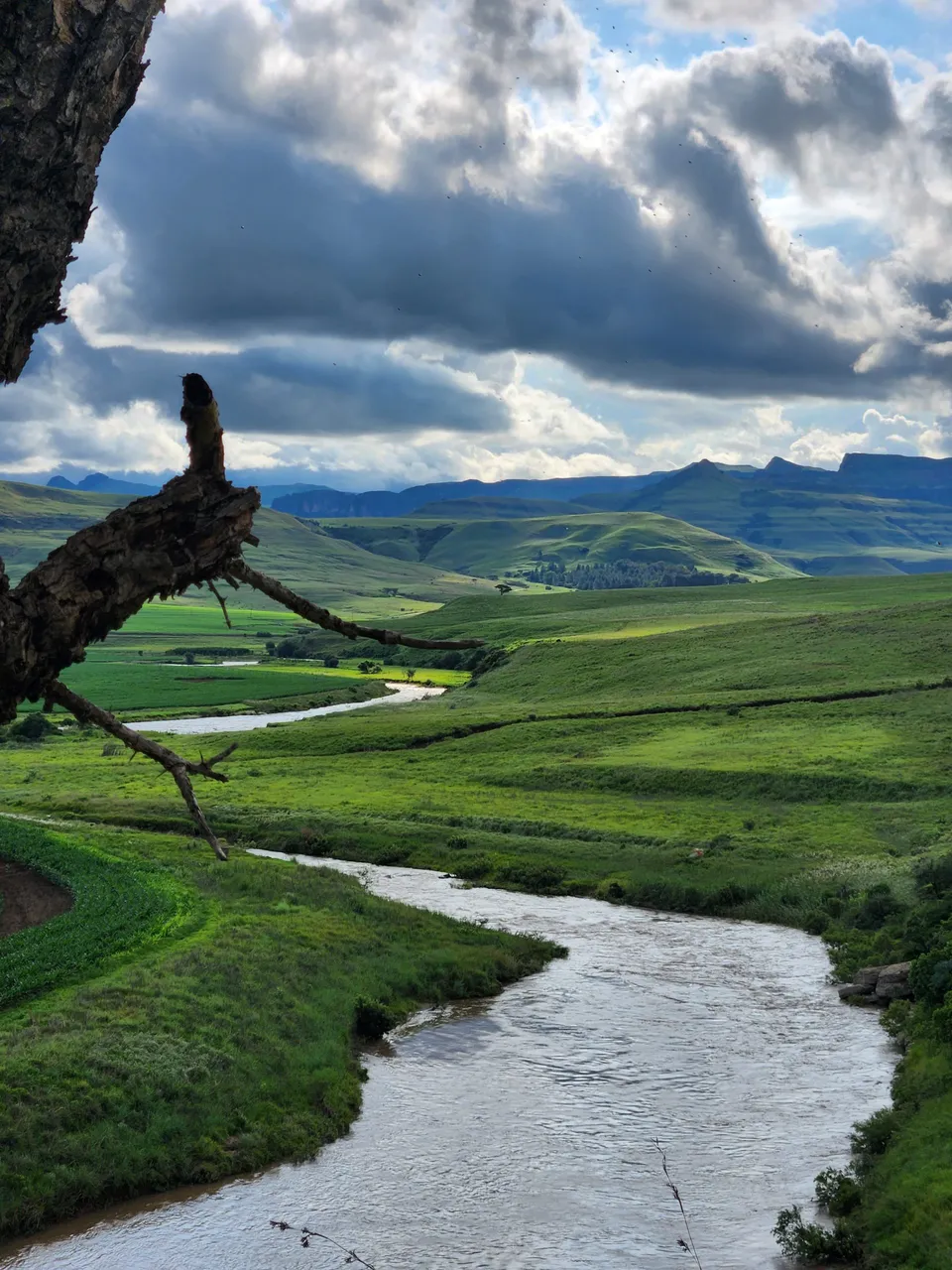 Drakensberg Plant Life 13