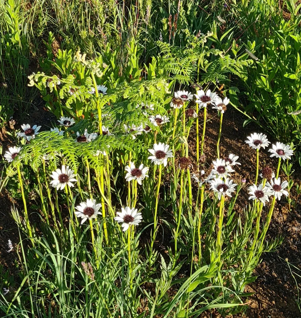 Drakensberg Plant Life 4