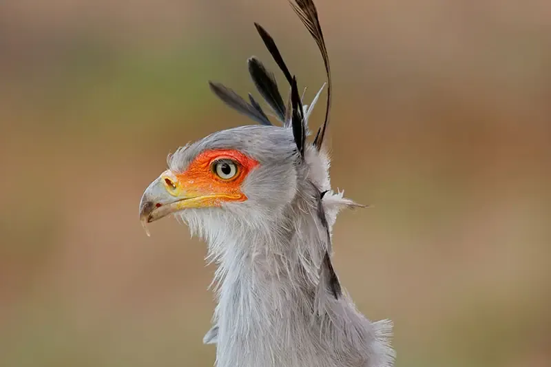 A secretary bird in profile