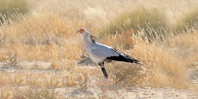 Drakensberg Secretary Bird Facts