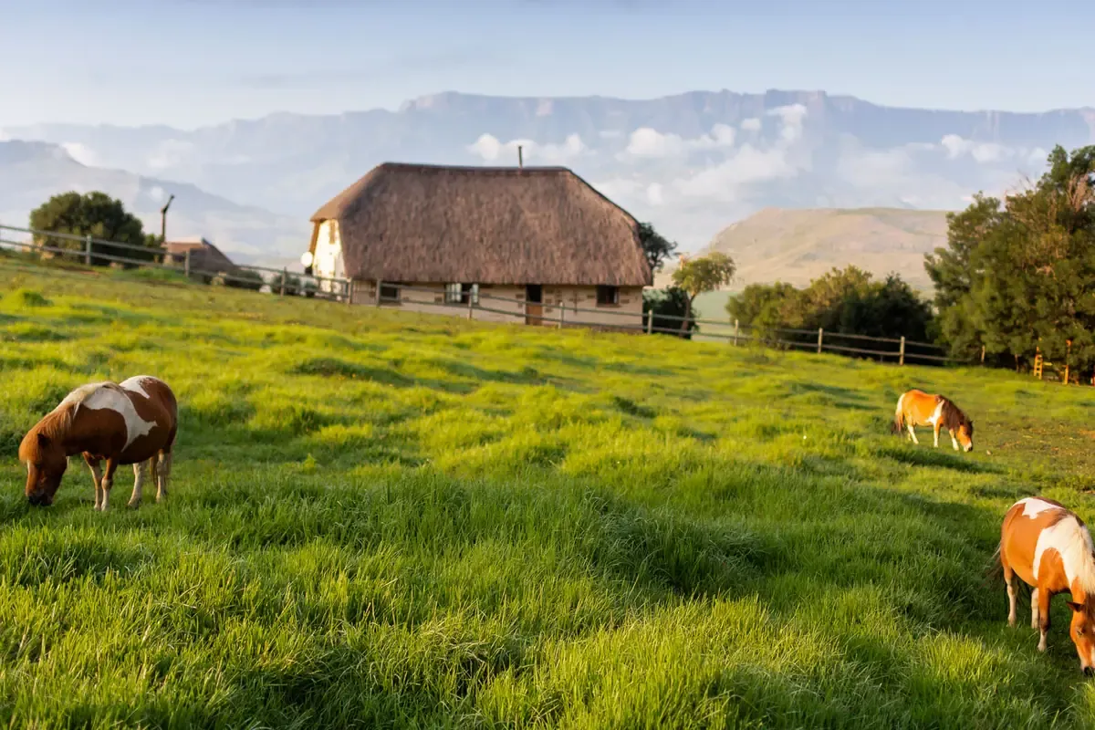 Ponies grazing below a thatched stable with the Drakensberg escarpment behind
