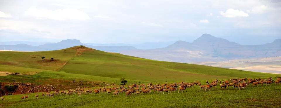 Eland Drakensberg Berghouse