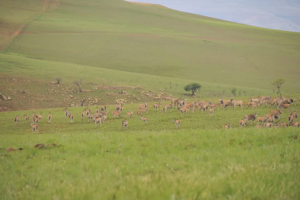 Eland Route Berghouse