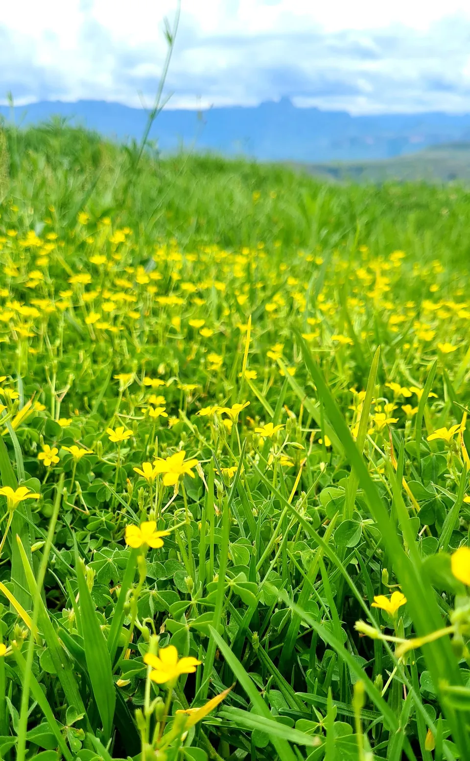 Drakensberg Plant Life 8