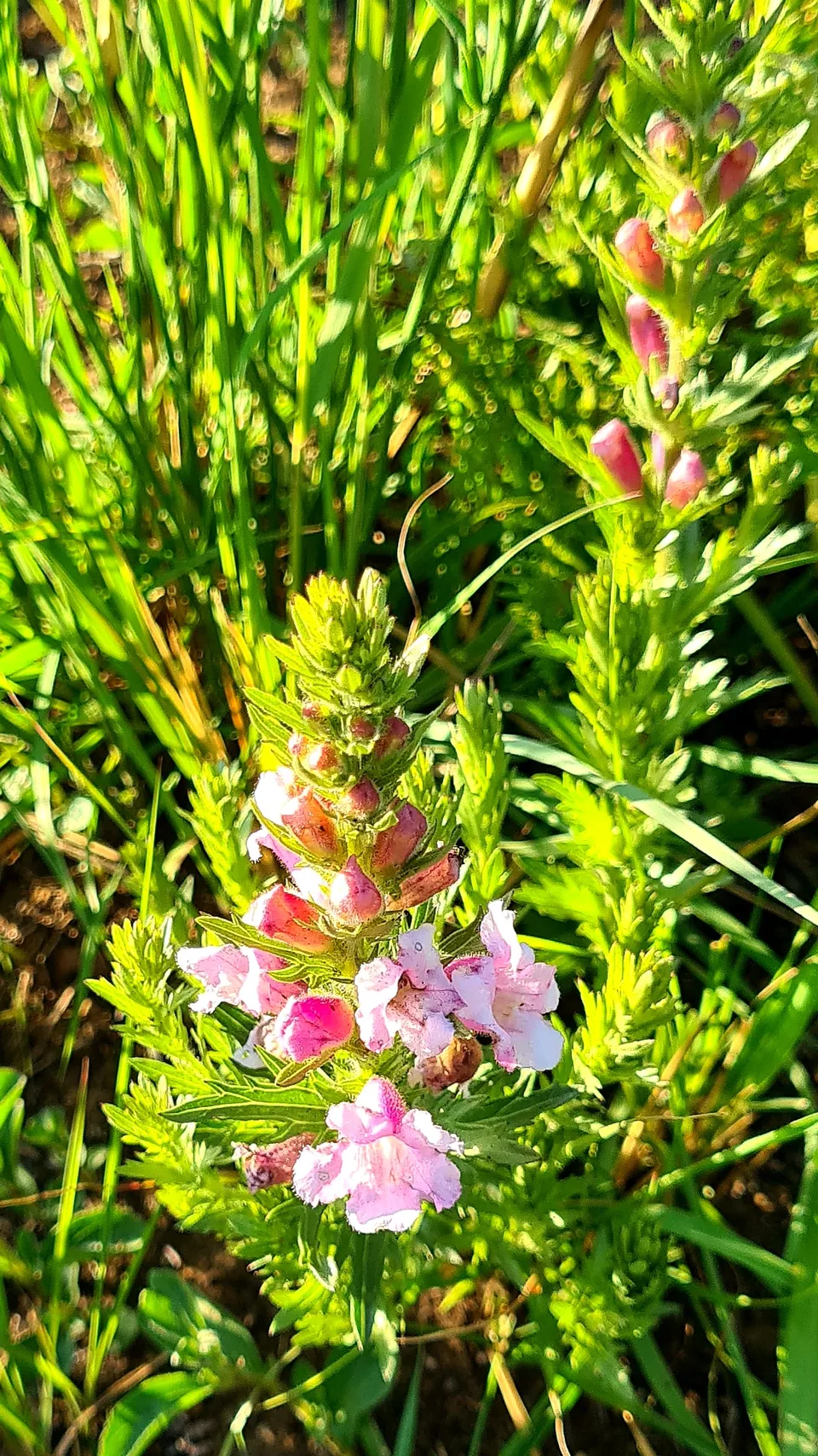 Drakensberg Plant Life 6