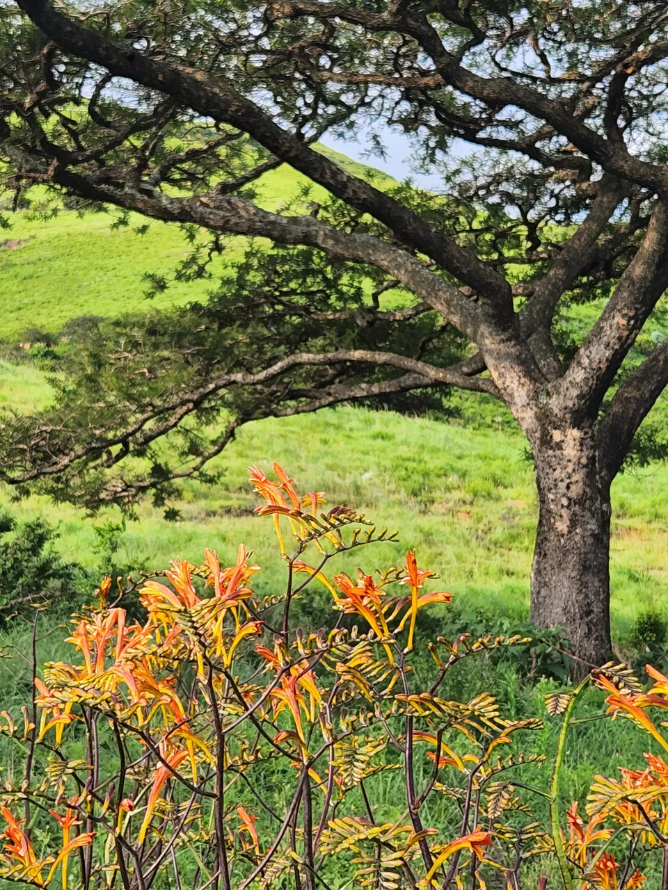 Drakensberg Plant Life 14