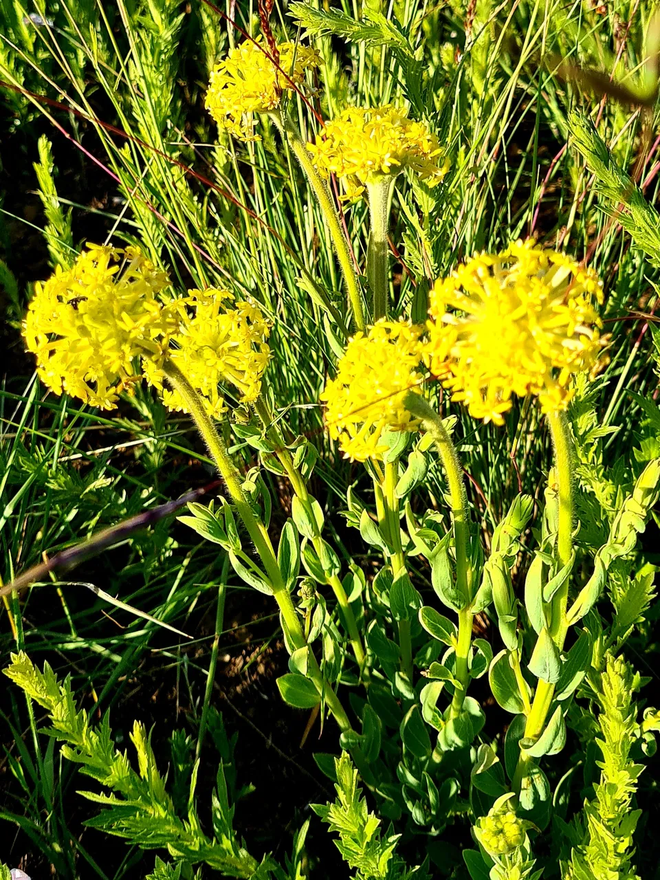 Drakensberg Plant Life 5