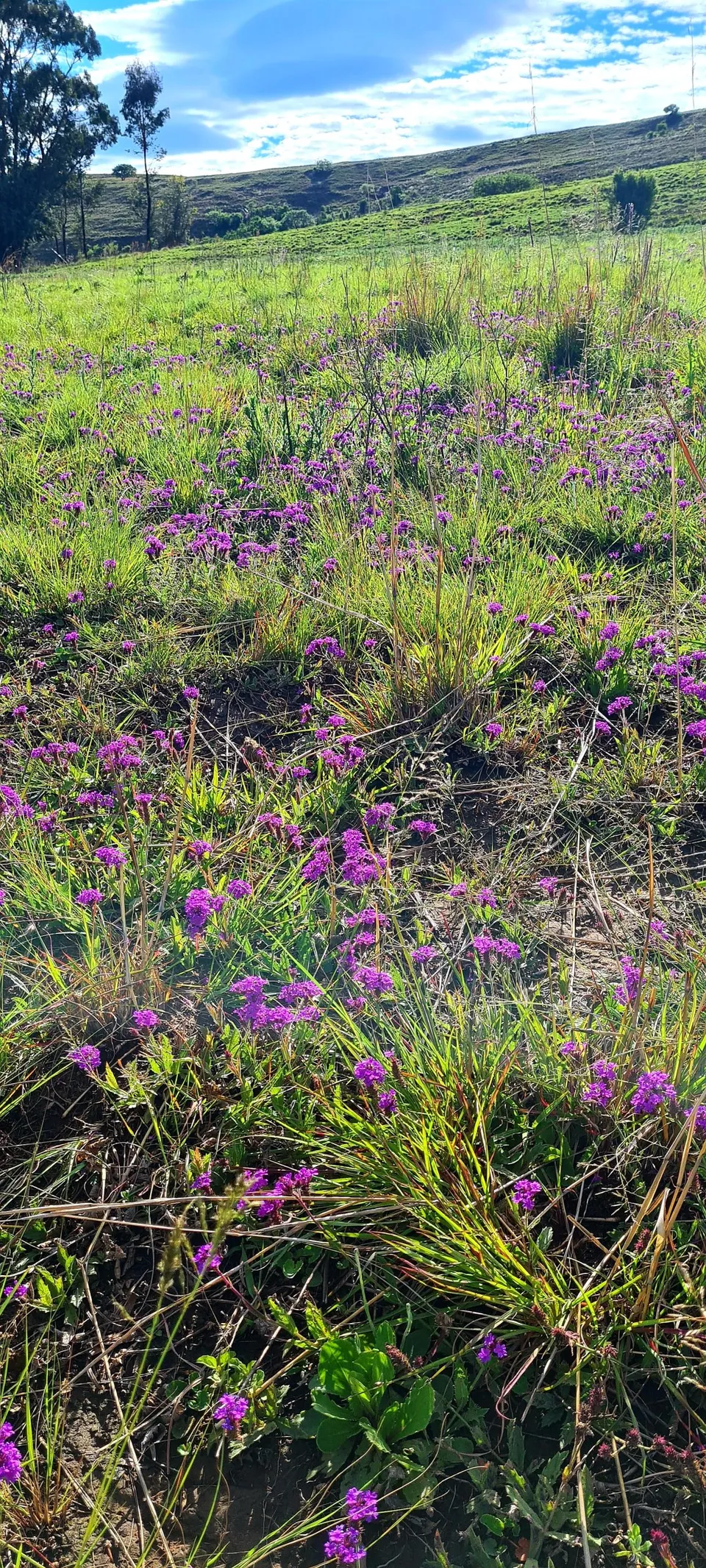 Drakensberg Plant Life 3