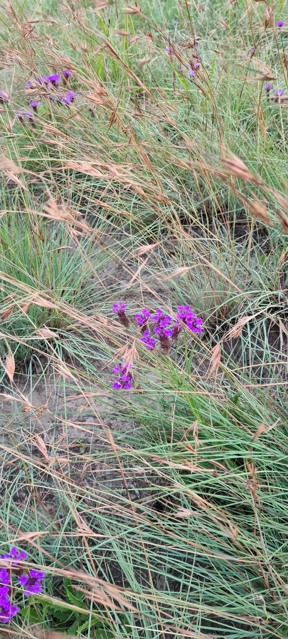 Drakensberg Plant Life 7