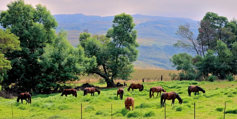 Horse-Riding-Drakensberg-5
