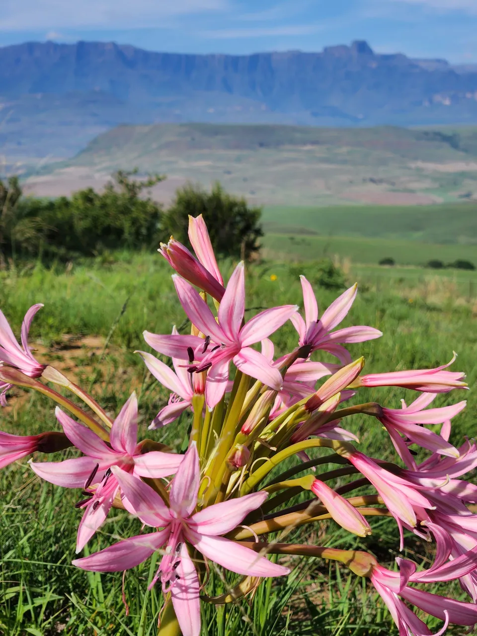 Drakensberg Plant Life 12