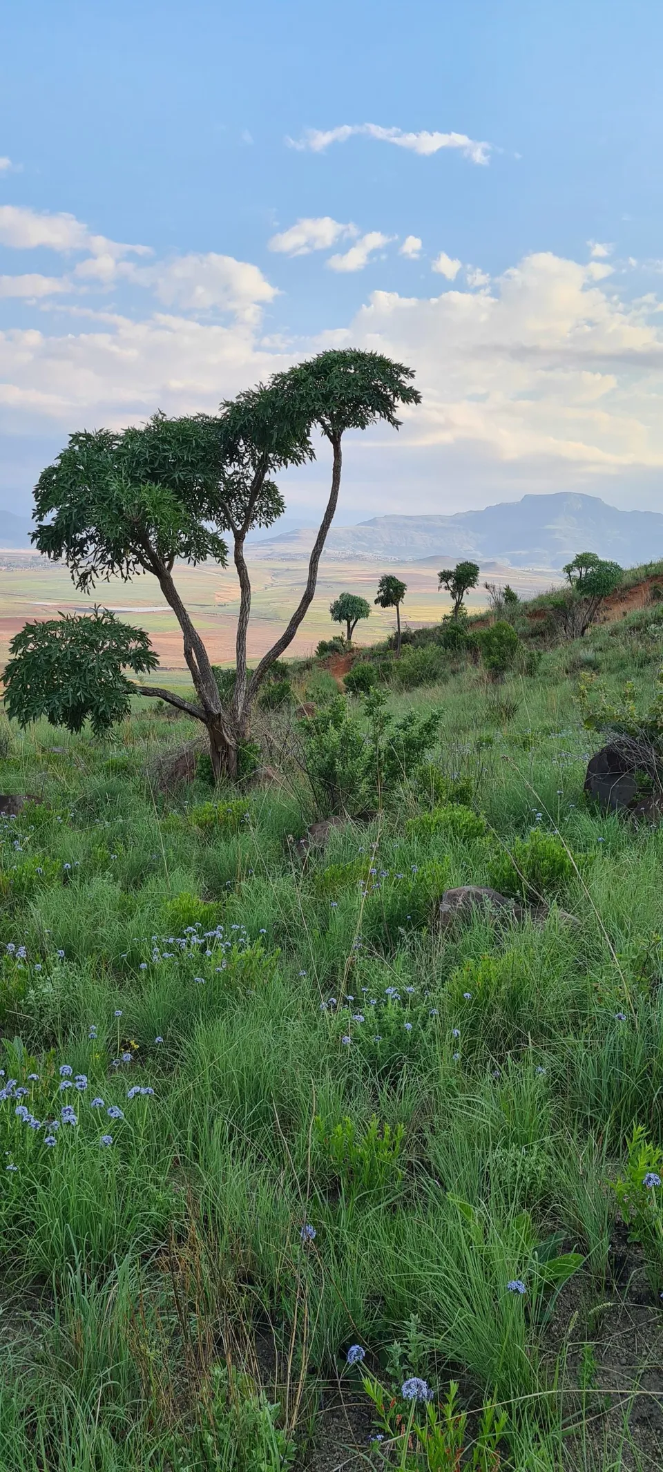 Drakensberg Plant Life 2