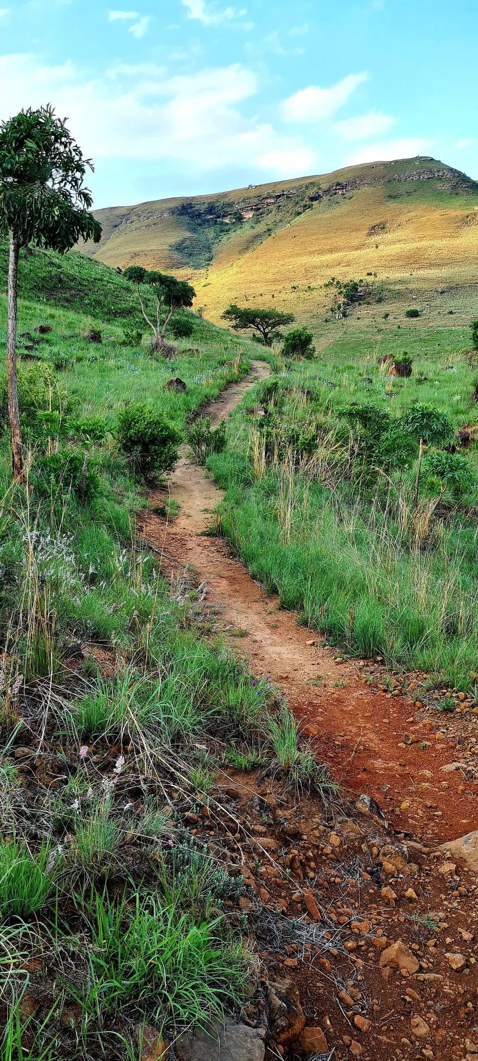 Drakensberg Plant Life 1