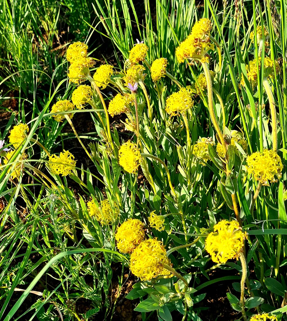 Drakensberg Plant Life 5