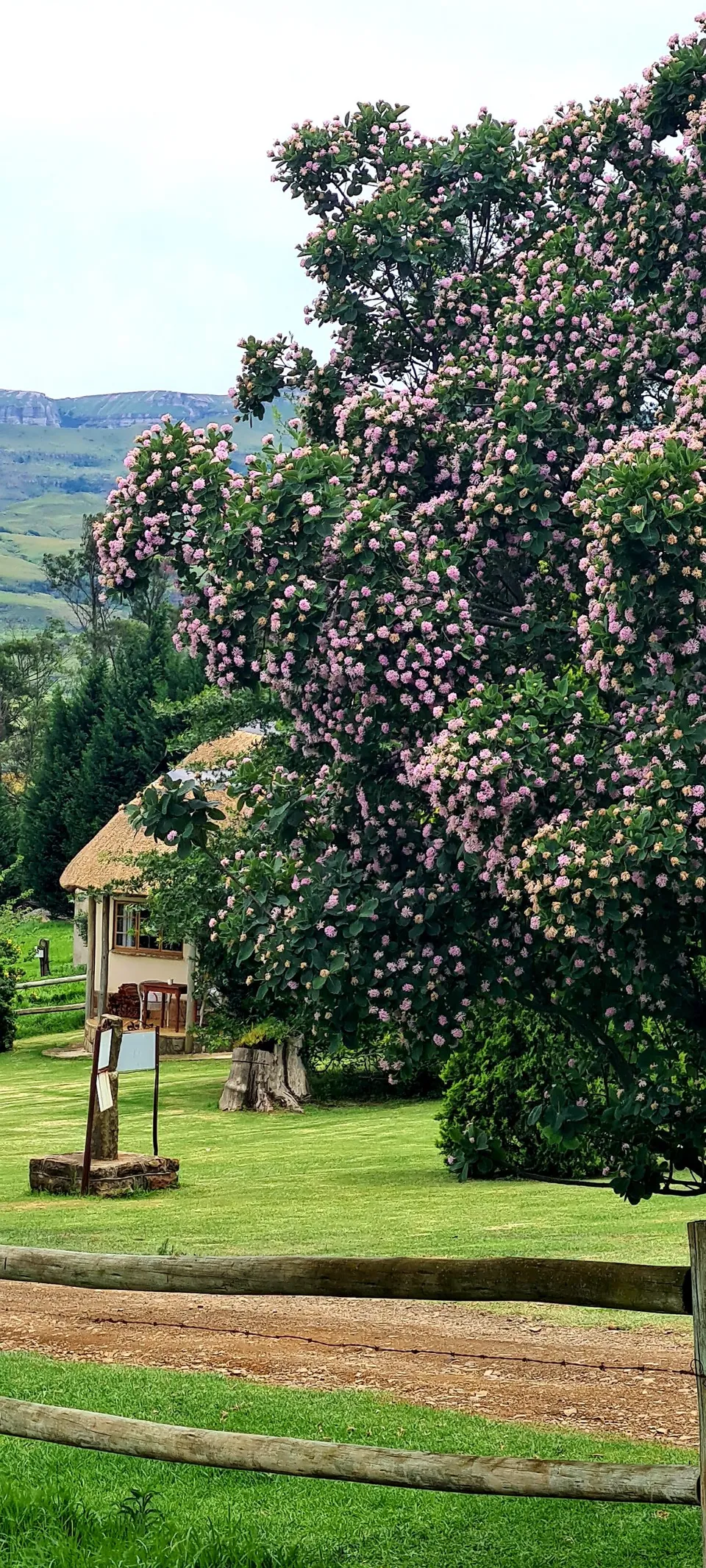 Drakensberg Plant Life 9