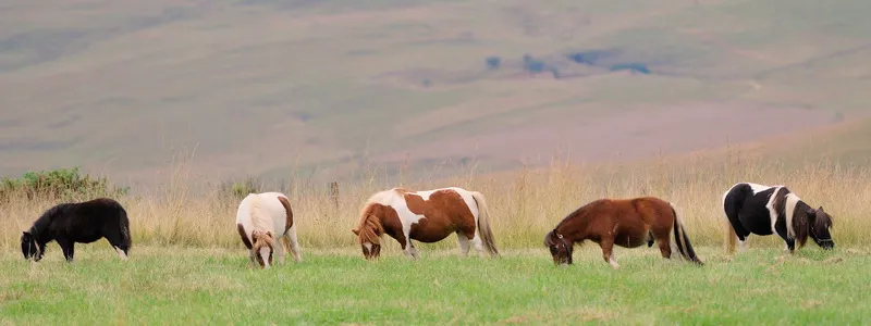 Horse-Riding-Drakensberg-4