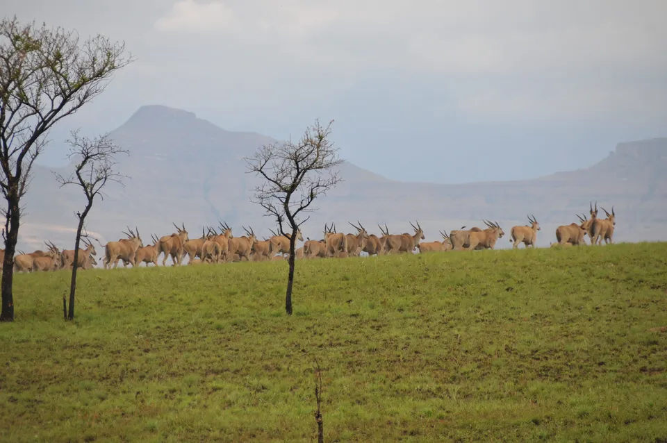 Majestic Eland Drakensberg Berghouse