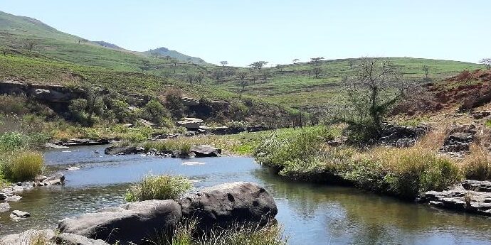 Dragon flies Damflies and Butterflies Drakensberg Photography